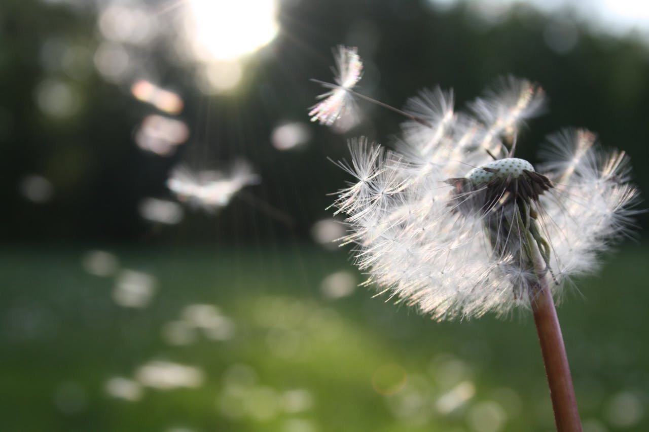 How to Choose the Right Air Filter for Allergy Season: Tips and Recommendations